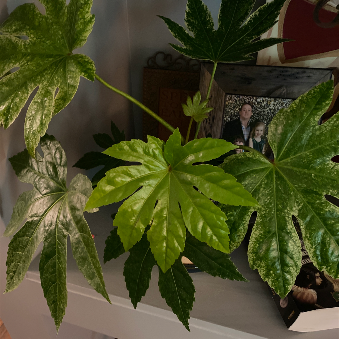 Fatsia plant with large, lobed leaves on a shelf with a picture frame in the background.