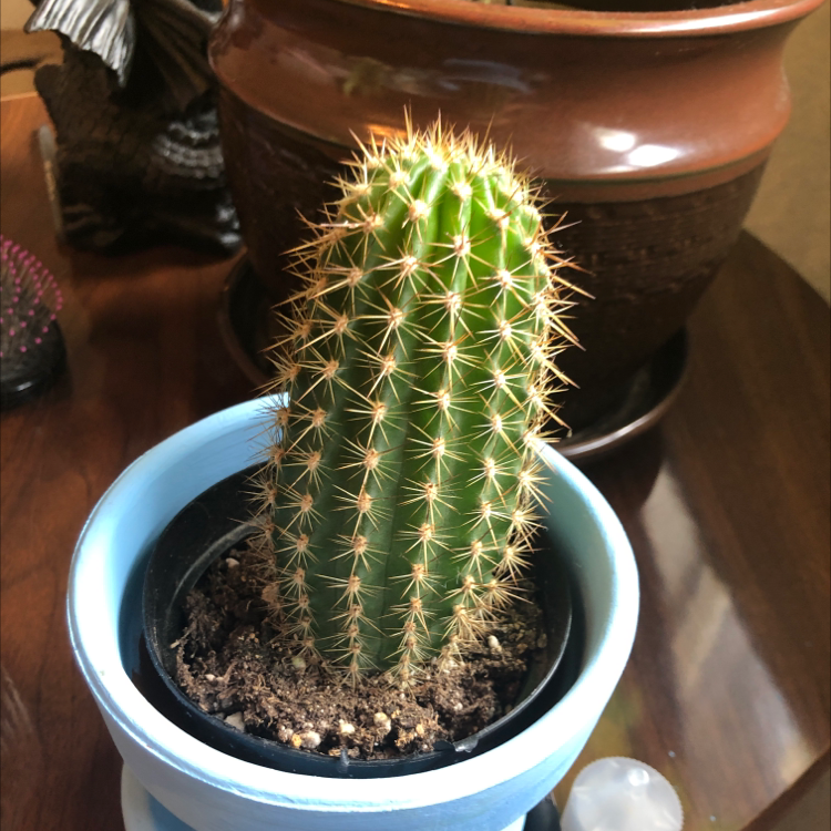 Photo of the plant species Golden Torch by @Alexiss710 named Wingman on Greg, the plant care app