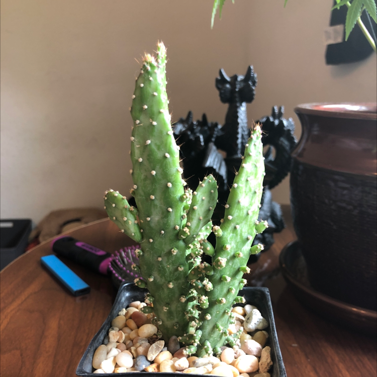 Drooping Prickly Pear plant photo by @Alexiss710 named Lil mate on Greg, the plant care app.