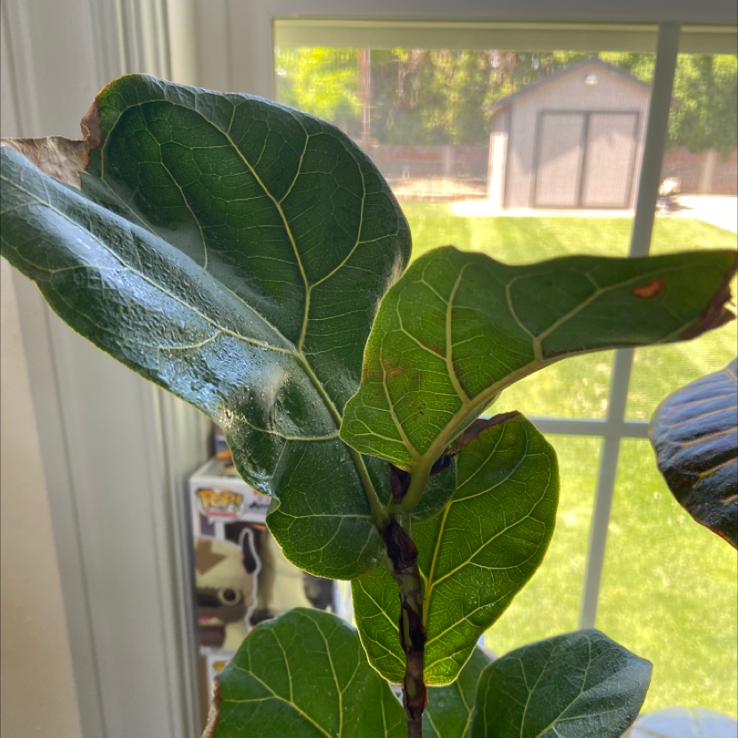 Dwarf Fiddle Leaf Fig plant with some browning on leaf edges near a window.