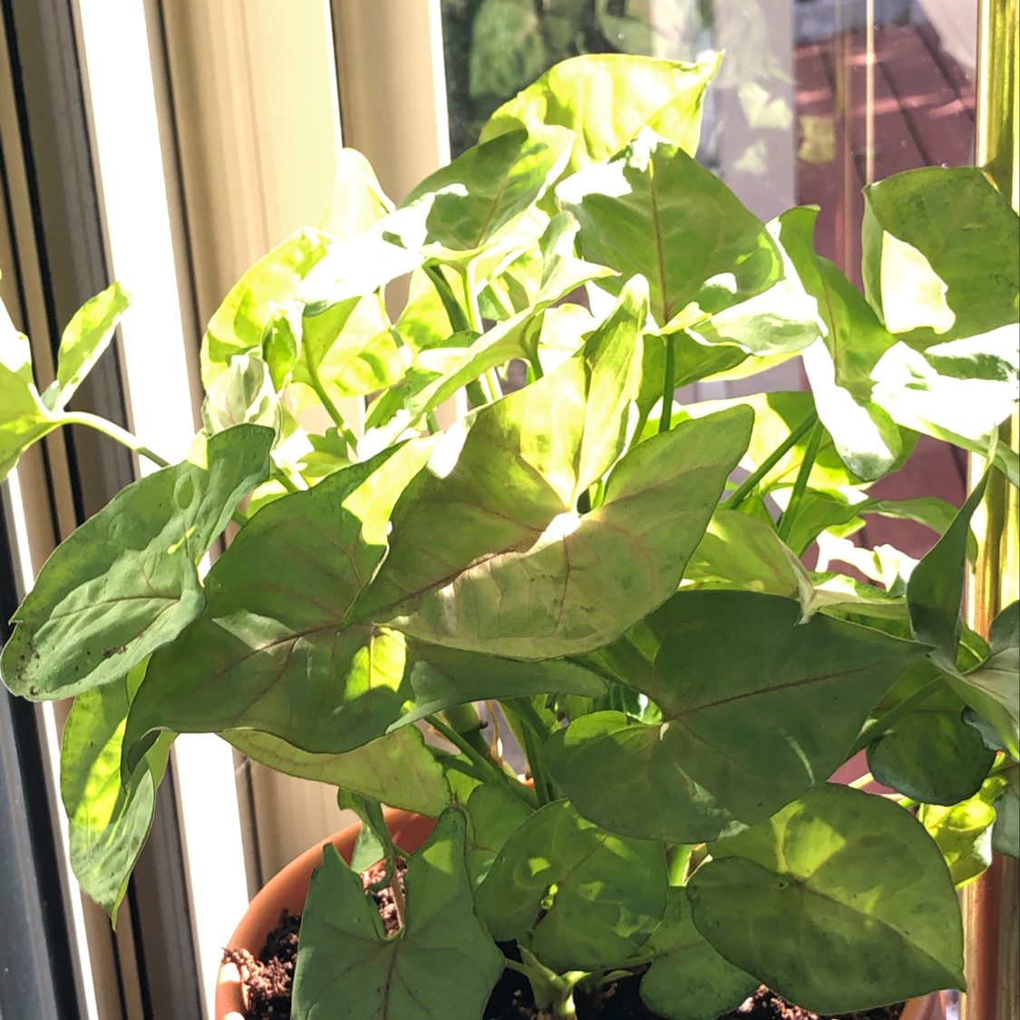 Healthy arrowhead plant with vibrant green and white variegated leaves in a sunny indoor setting.