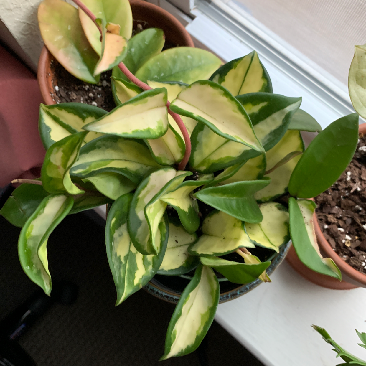 Healthy variegated Hoya carnosa waxplant succulent in terracotta pot, showing vibrant green, yellow and pink waxy leaves.