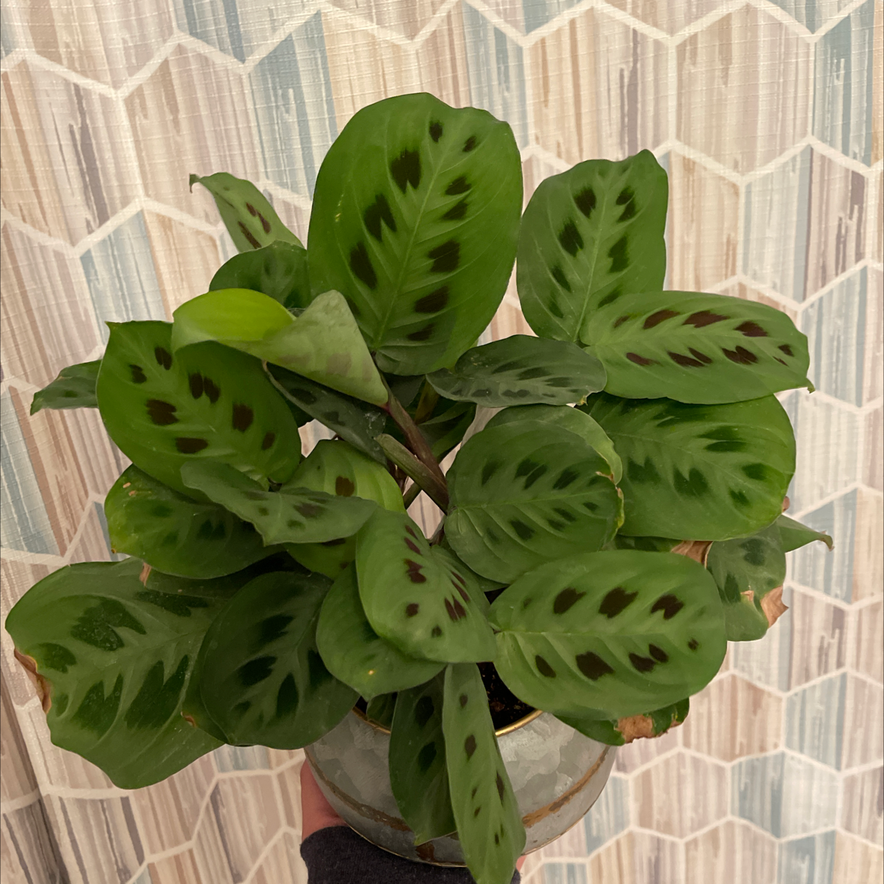 Healthy Green Prayer Plant with vibrant green patterned leaves in a small pot against a patterned background.