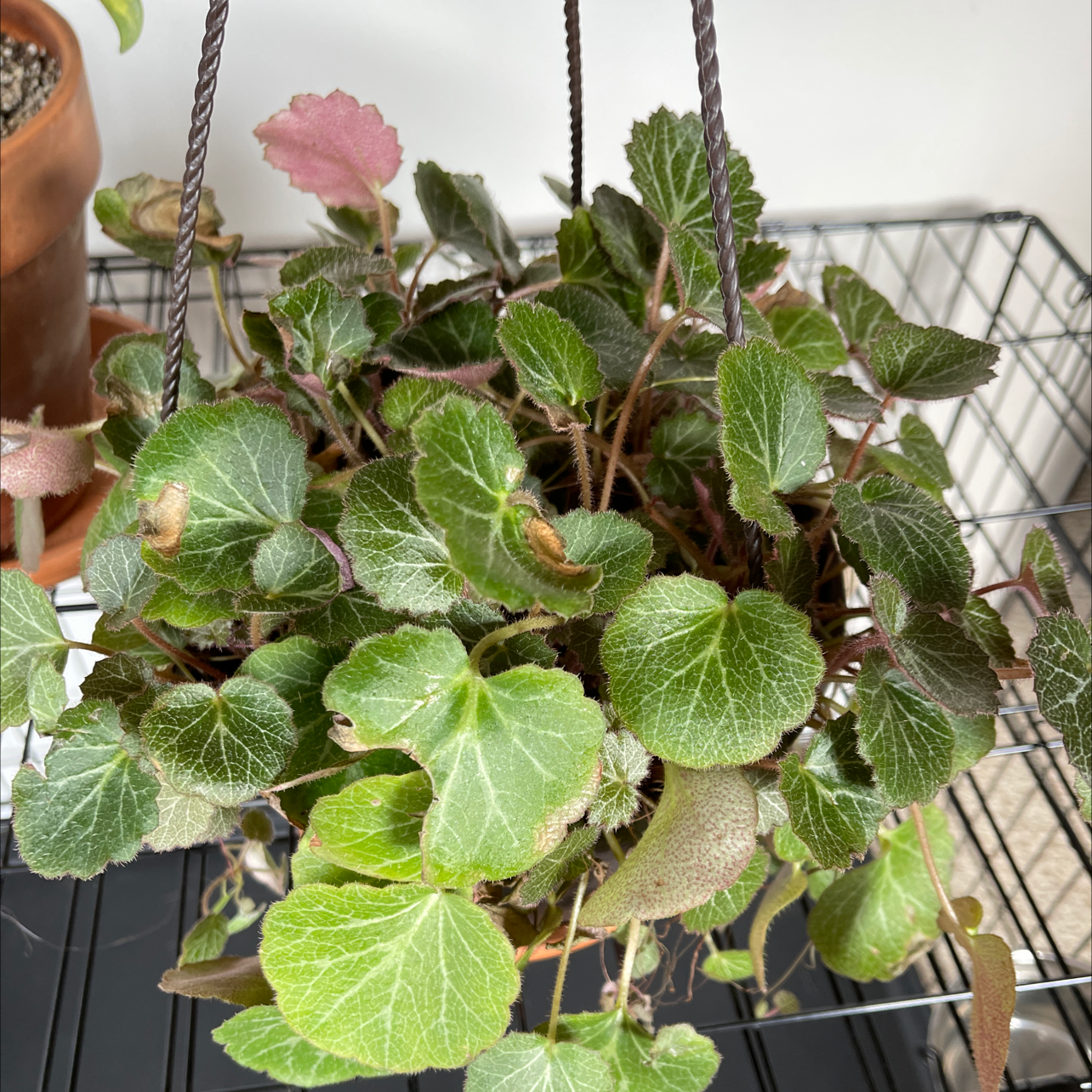 Strawberry Begonia plant in a hanging basket with some browning leaves.
