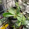 Plant care for Bald Cypress on Greg, the plant care app
