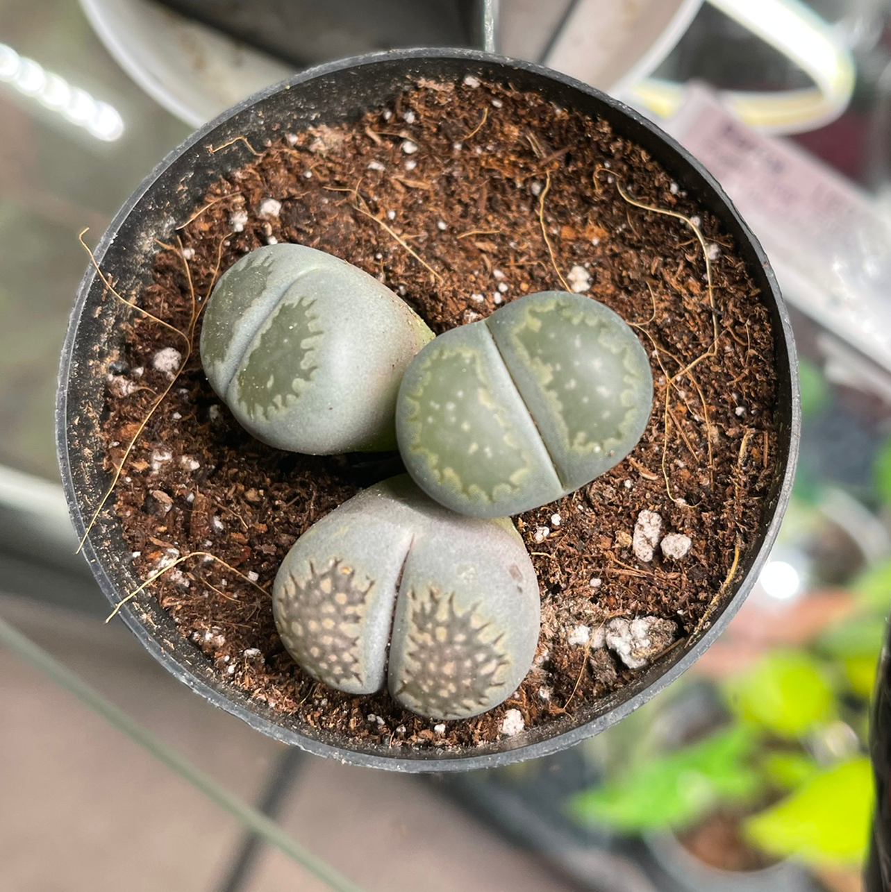 Best Soil for Lithops