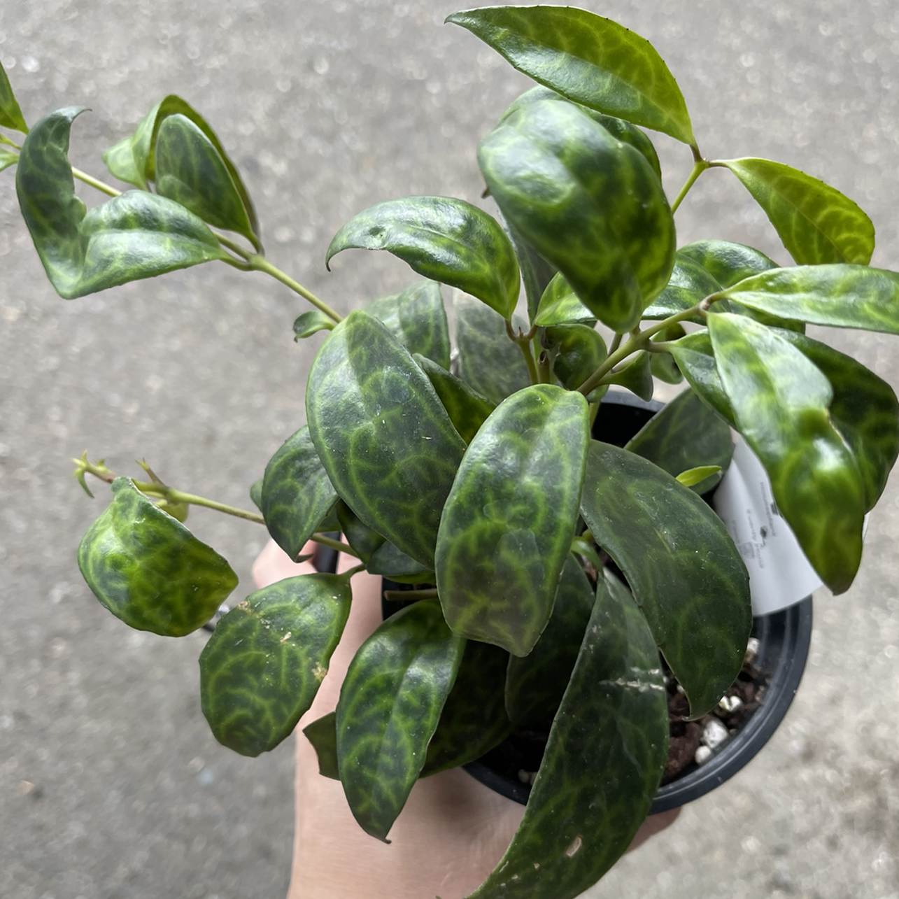 Black Pagoda Lipstick Plant in a pot with vibrant green variegated leaves.