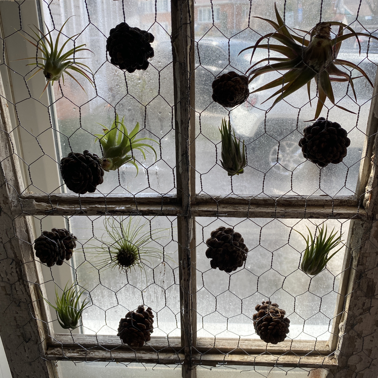 Multiple Bulbosa Air Plants attached to a wire mesh on a window, appearing healthy.
