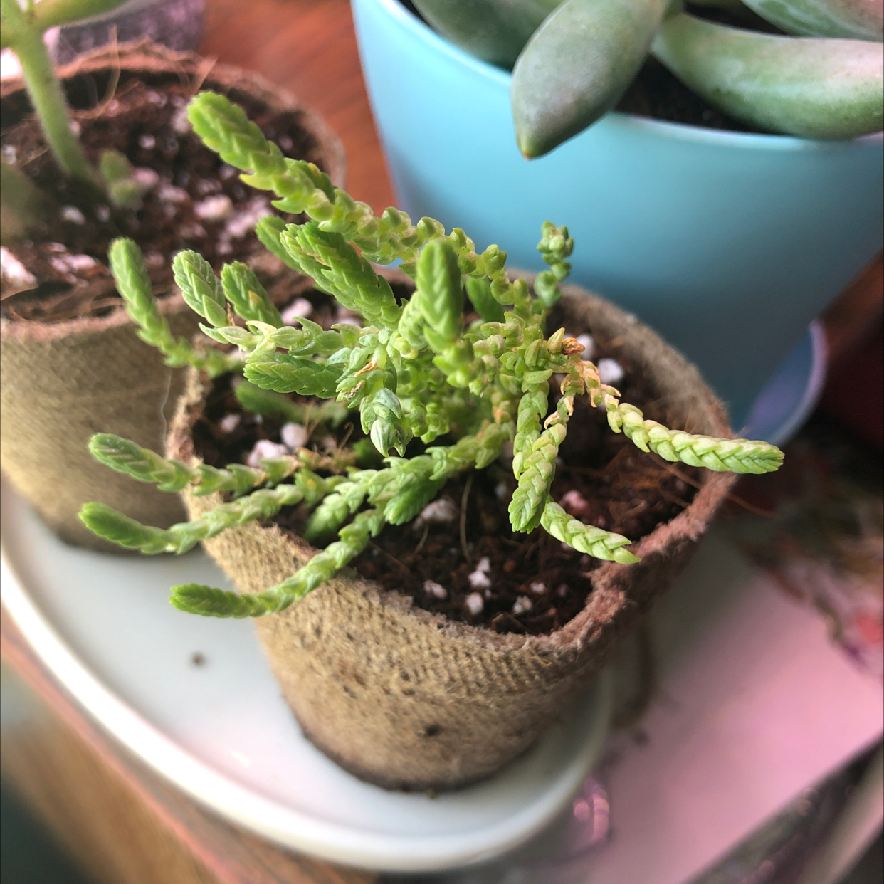 Rattail Crassula plant in a small pot with visible soil, appears healthy.