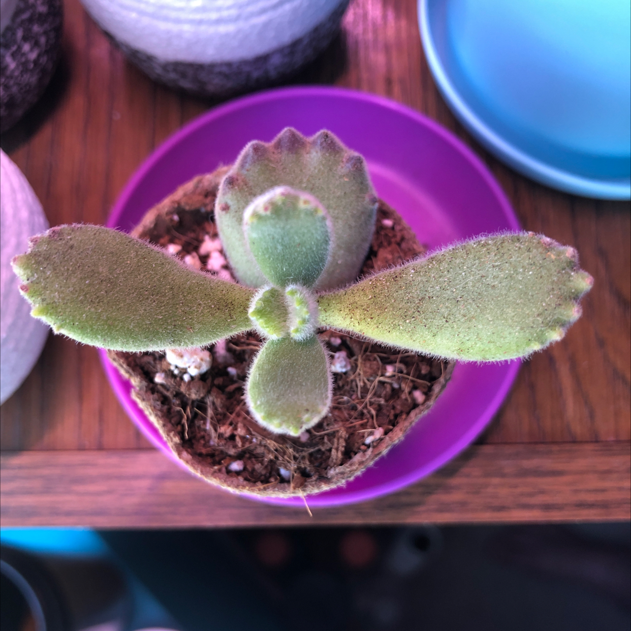 Bear's Paw plant in a pot with visible soil, well-framed and in focus.