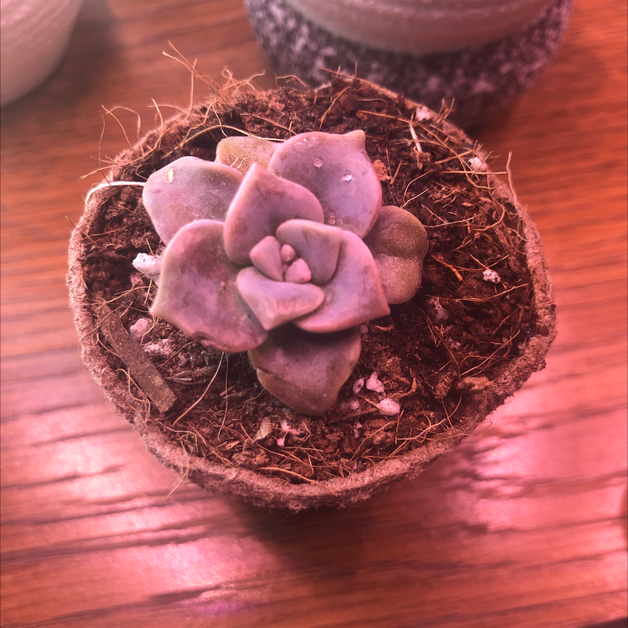Small succulent plant in a pot, likely Five Stamen Graptopetalum, appears healthy.