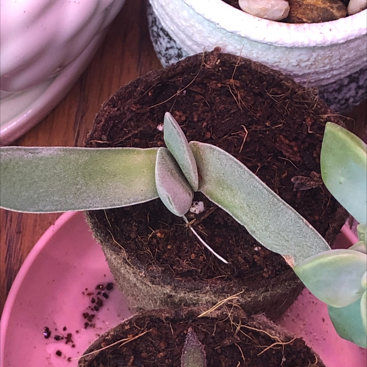 Small succulent plant in a pot with visible soil, no signs of discoloration.