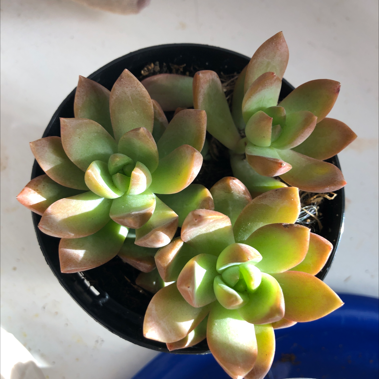Potted Sedum adolphi 'Golden Glow' succulent with healthy green and reddish leaves.