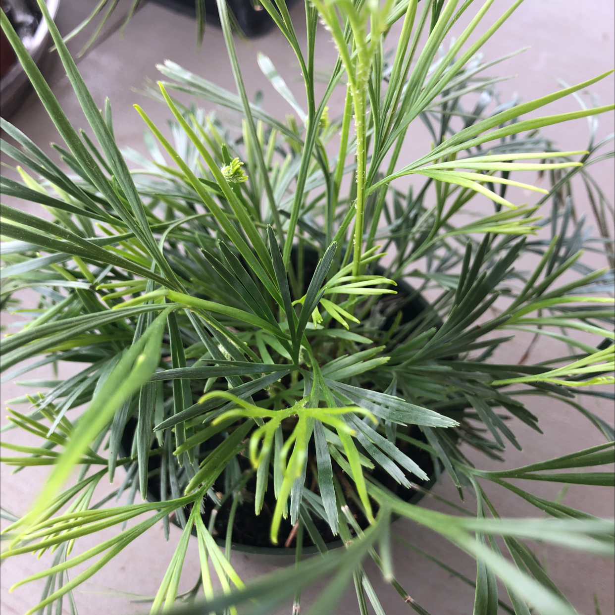 Podocarpus plant with healthy green foliage in a pot.