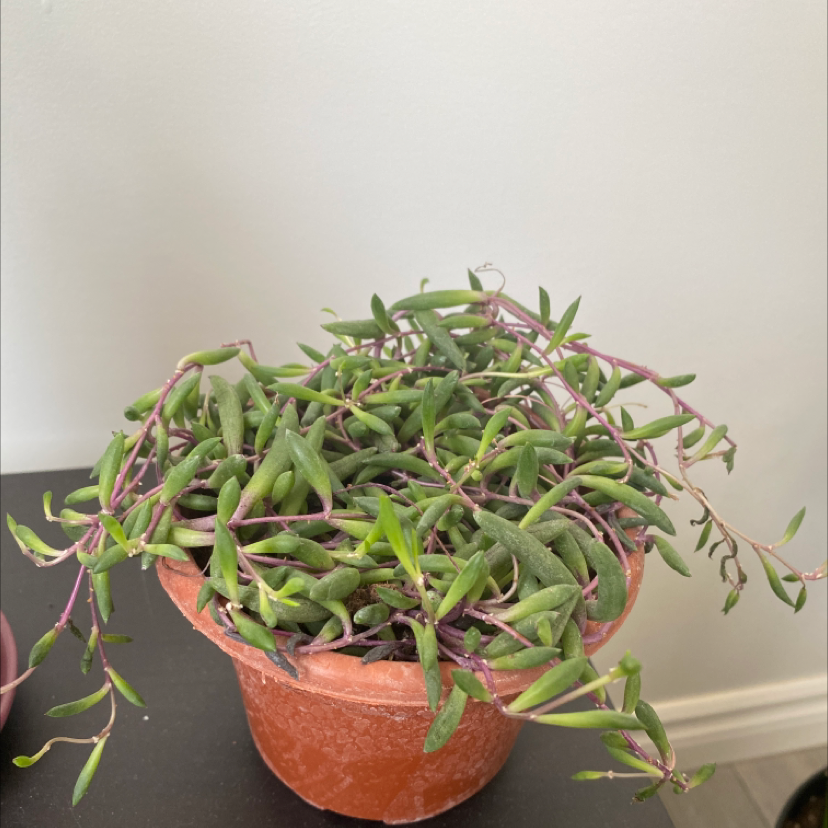 Potted String of Pickles plant with elongated, succulent leaves and purple stems.