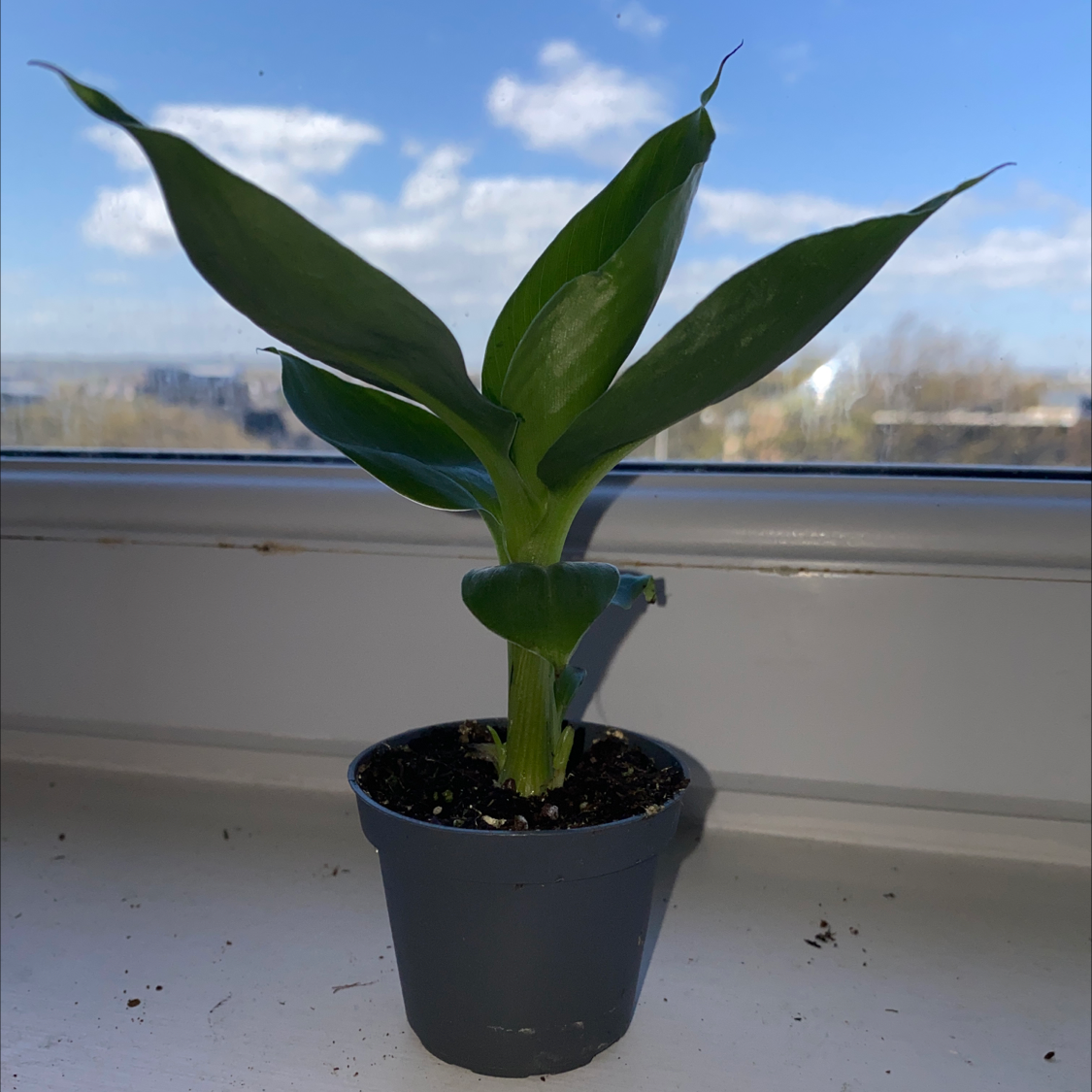 A healthy banana plant in a pot on a windowsill with vibrant green leaves.