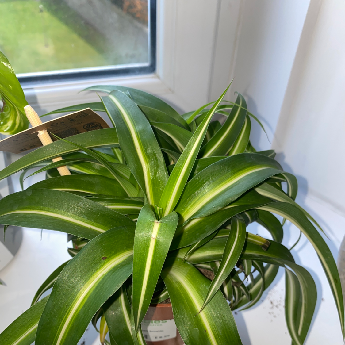 Spider Plant plant photo by @TrippyPoncho named Walt on Greg, the plant care app.