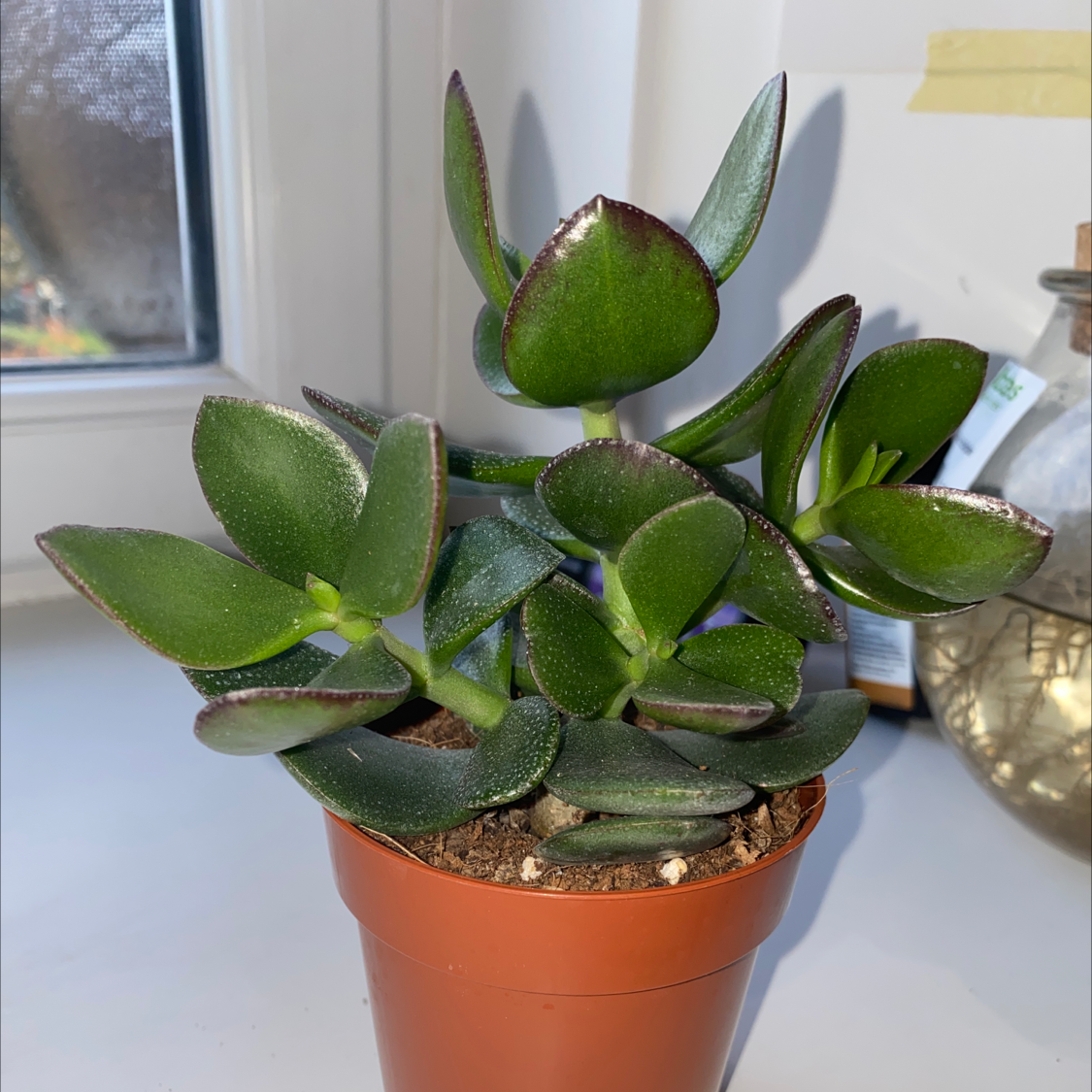 Photo of the plant species lucky jade by @TrippyPoncho named Trisha on Greg, the plant care app