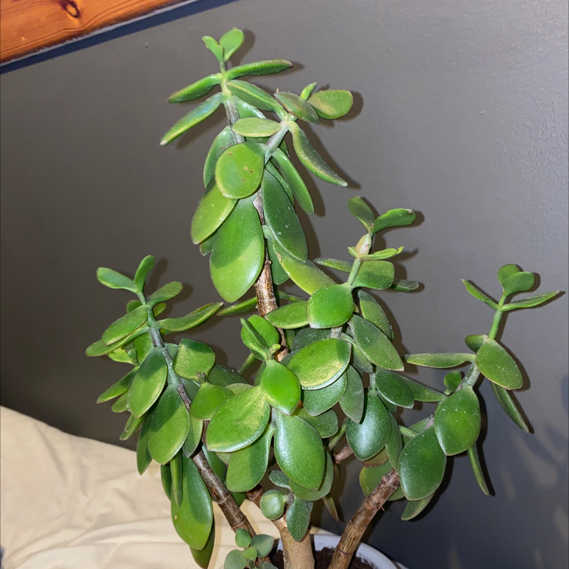 Photo of the plant species Crassula cotyledonis by @TrippyPoncho named Benjiman on Greg, the plant care app