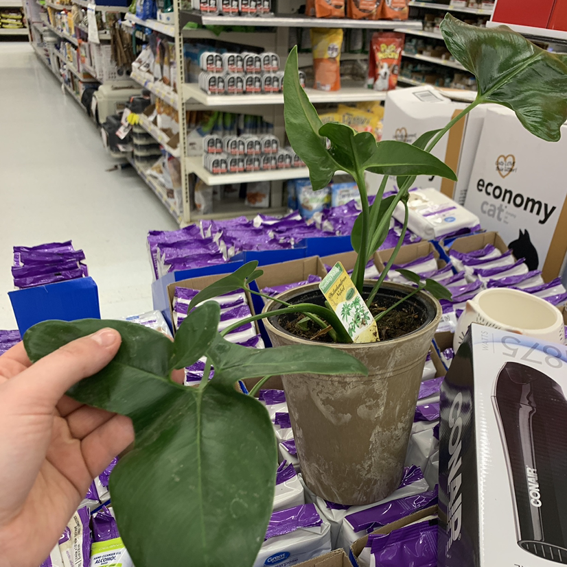 Horsehead Philodendron plant in a pot on a store shelf, with a hand holding a leaf.