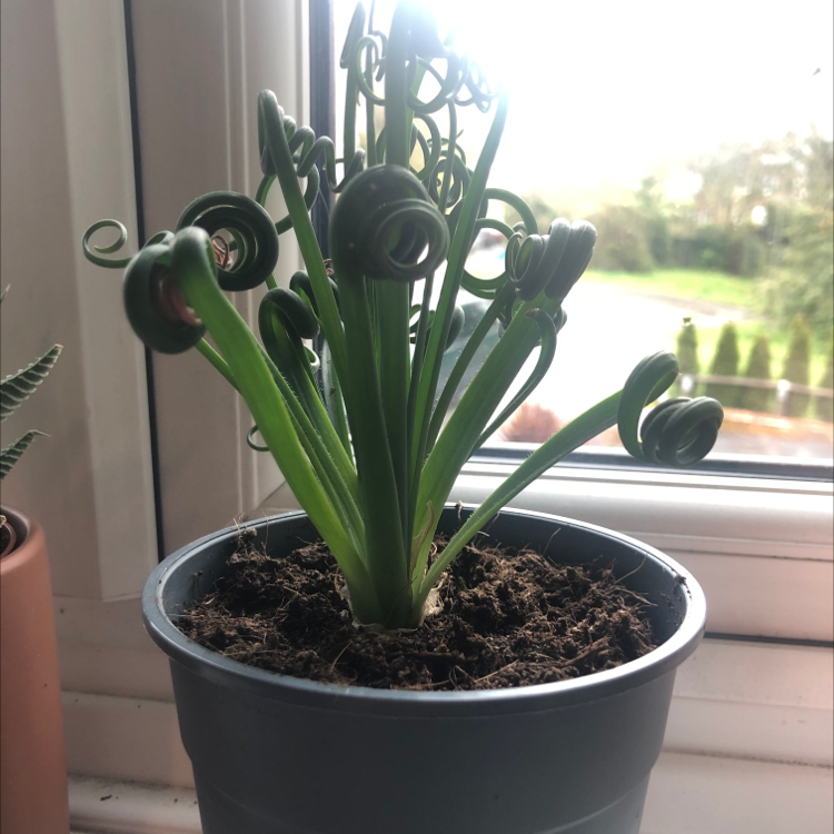 Frizzle Sizzle plant with curly leaves in a pot on a windowsill.