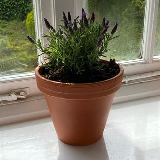 Lavender plant in Somewhere on Earth