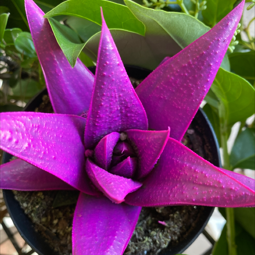 Photo of the plant species Painted Echeveria by @ExoticZest named Starmie on Greg, the plant care app