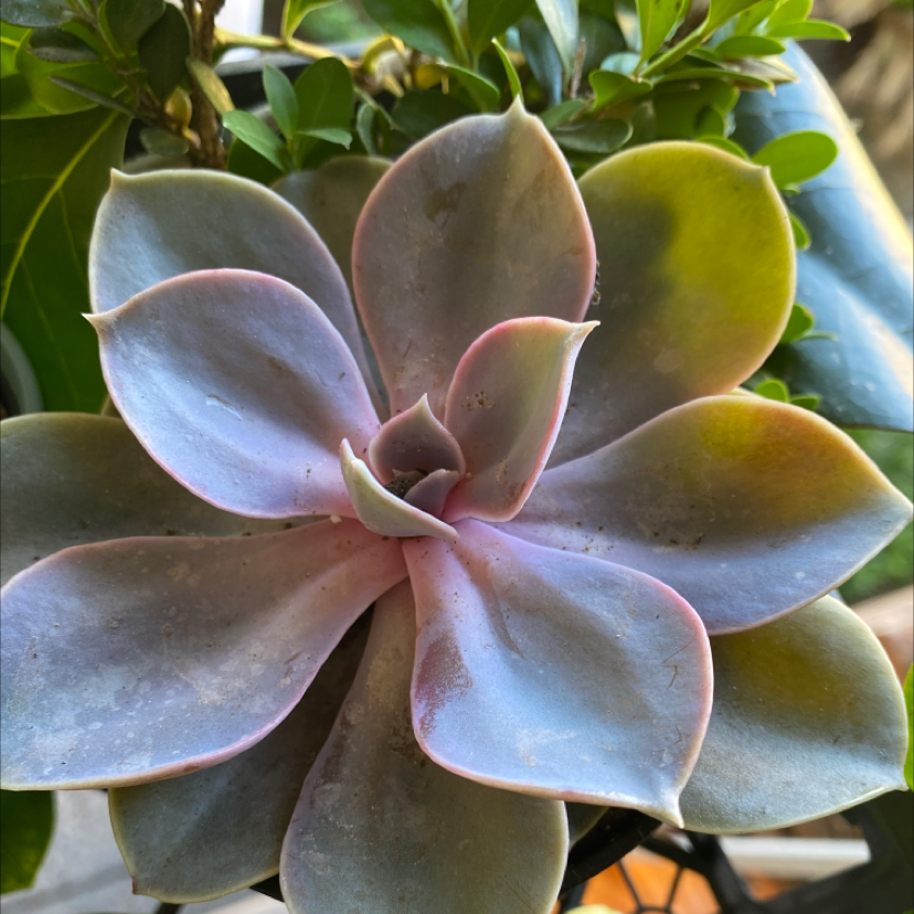 Echeveria 'Perle von Nurnberg' succulent with gradient leaves, some yellowing visible.
