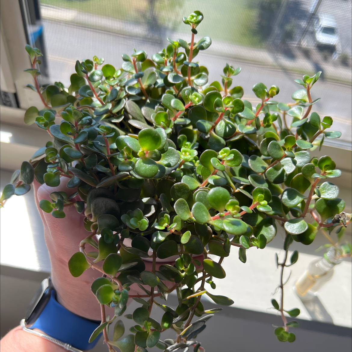 Photo of the plant species Elephant Bush by Caitlyn named Dumbo on Greg, the plant care app
