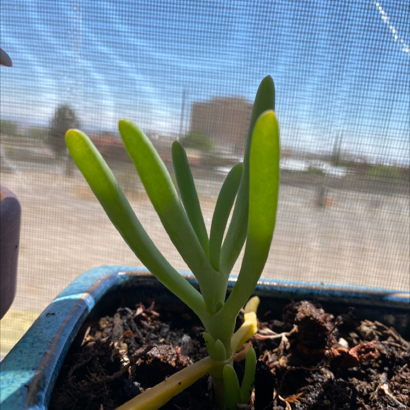 Photo of the plant species Coppery Mesemb by @M3ll0wZBab32 named Salad Fingers on Greg, the plant care app