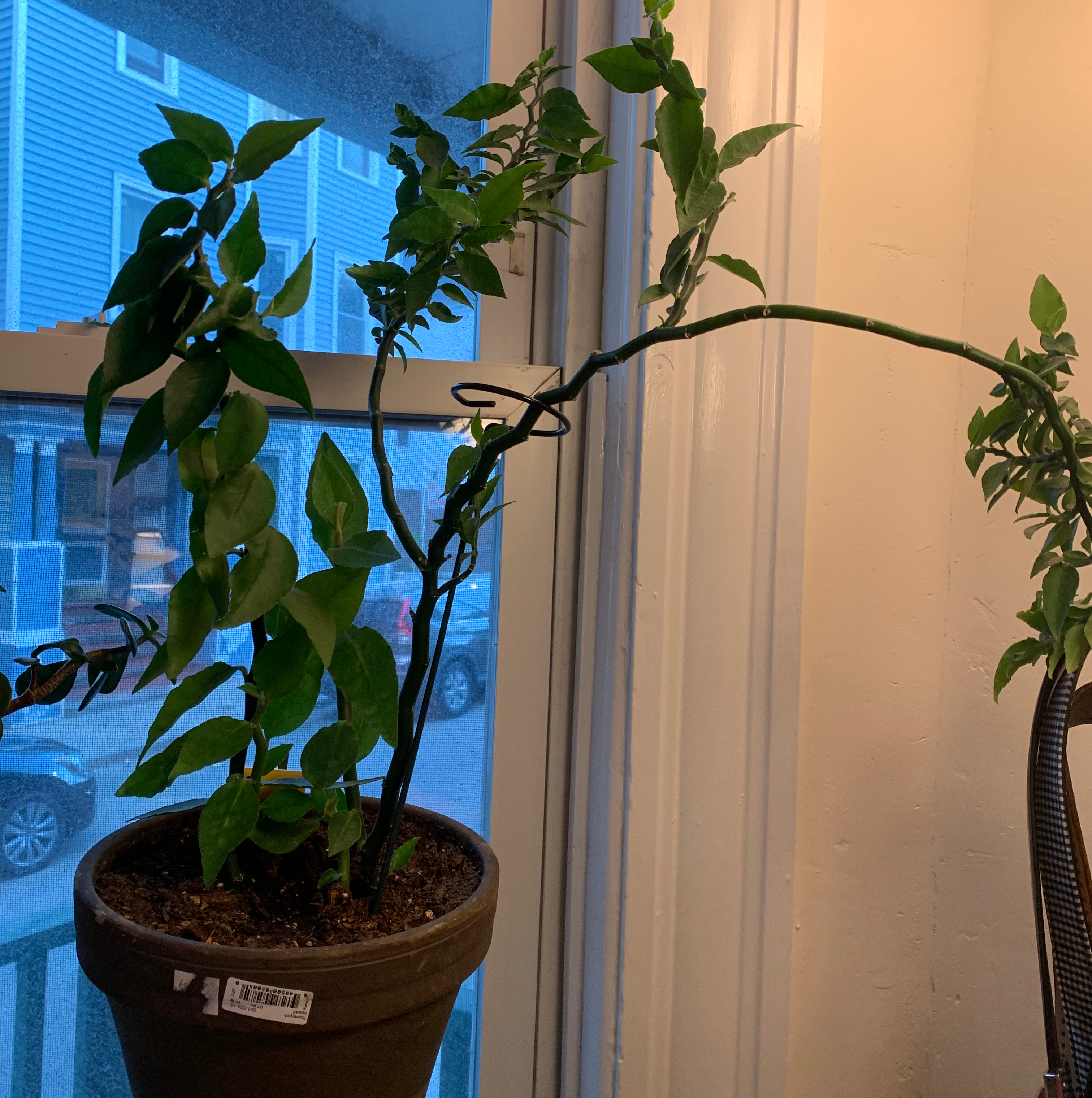 Healthy potted Epipremnum aureum plant with long vining stems and glossy dark green leaves in front of a window.