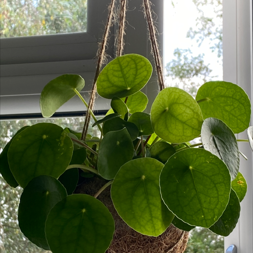 Chinese Money Plant plant photo by Paula named Sherlock on Greg, the plant care app.