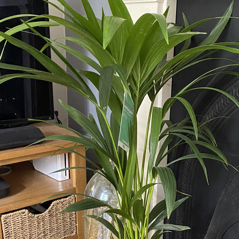 Kentia Palm plant photo by Paula named Apollo on Greg, the plant care app.