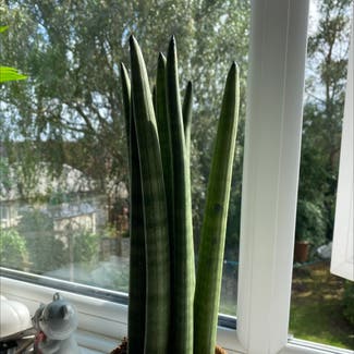 Cylindrical Snake Plant plant in Bedmond, England