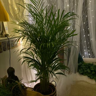 Kentia Palm plant in Bedmond, England
