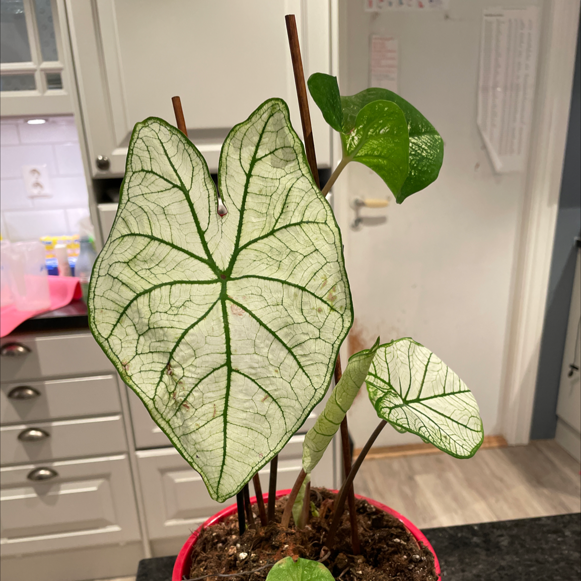 Caladium Gingerland plant photo by @Ings named Ghost on Greg, the plant care app.