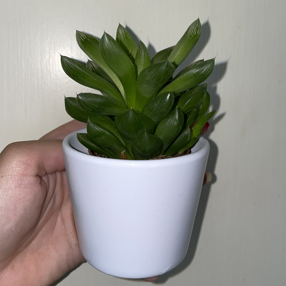 Star Cactus plant photo by @Ings named Squishy on Greg, the plant care app.