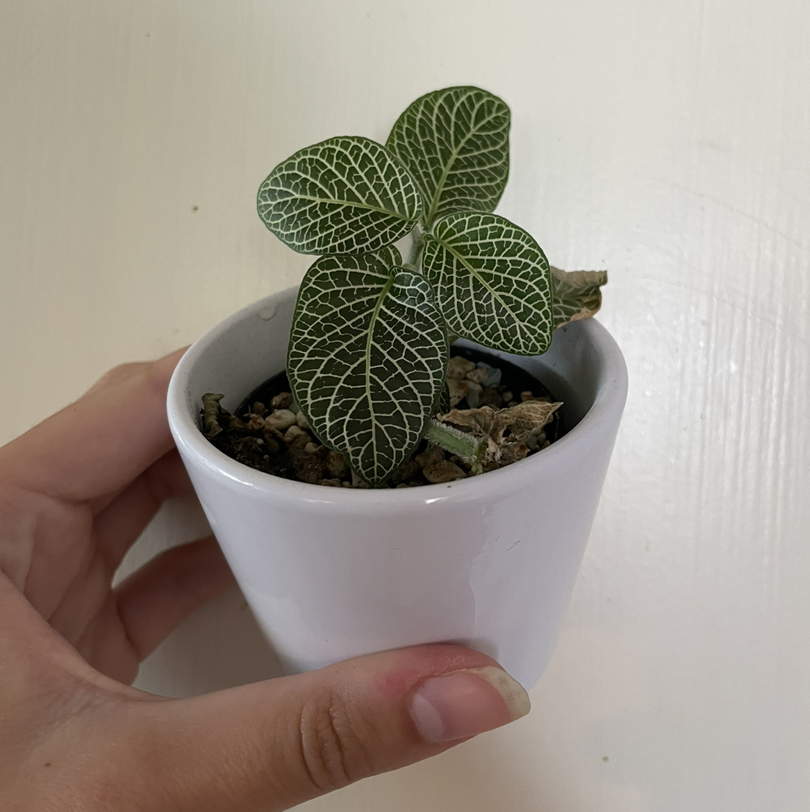 Nerve Plant plant photo by @Ings named Ingrizz on Greg, the plant care app.