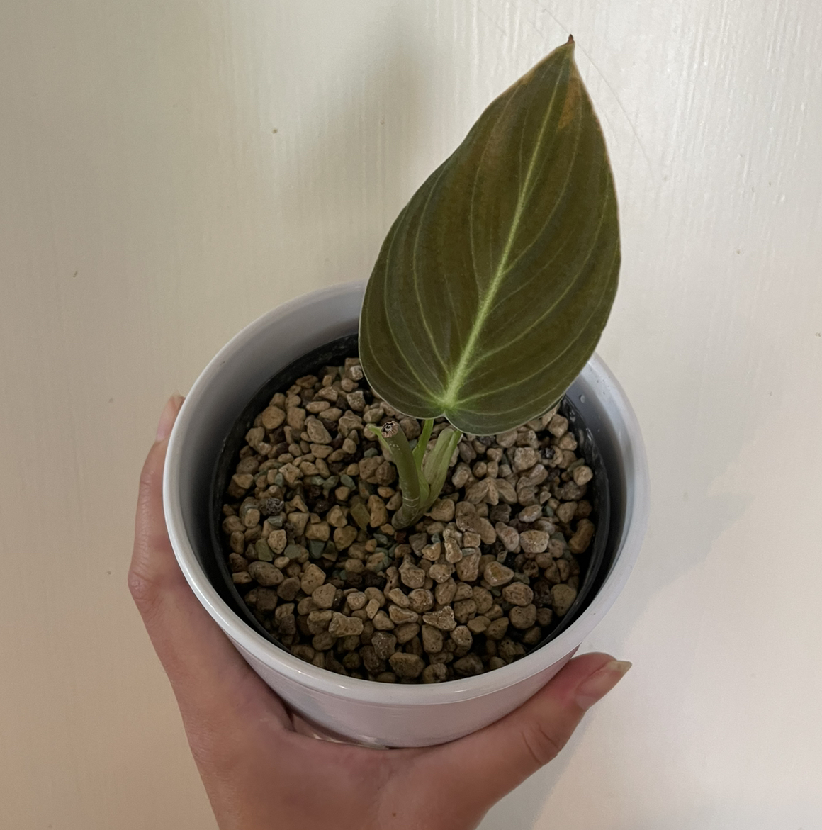Potted Black Gold Philodendron with a single large leaf, held by a hand.