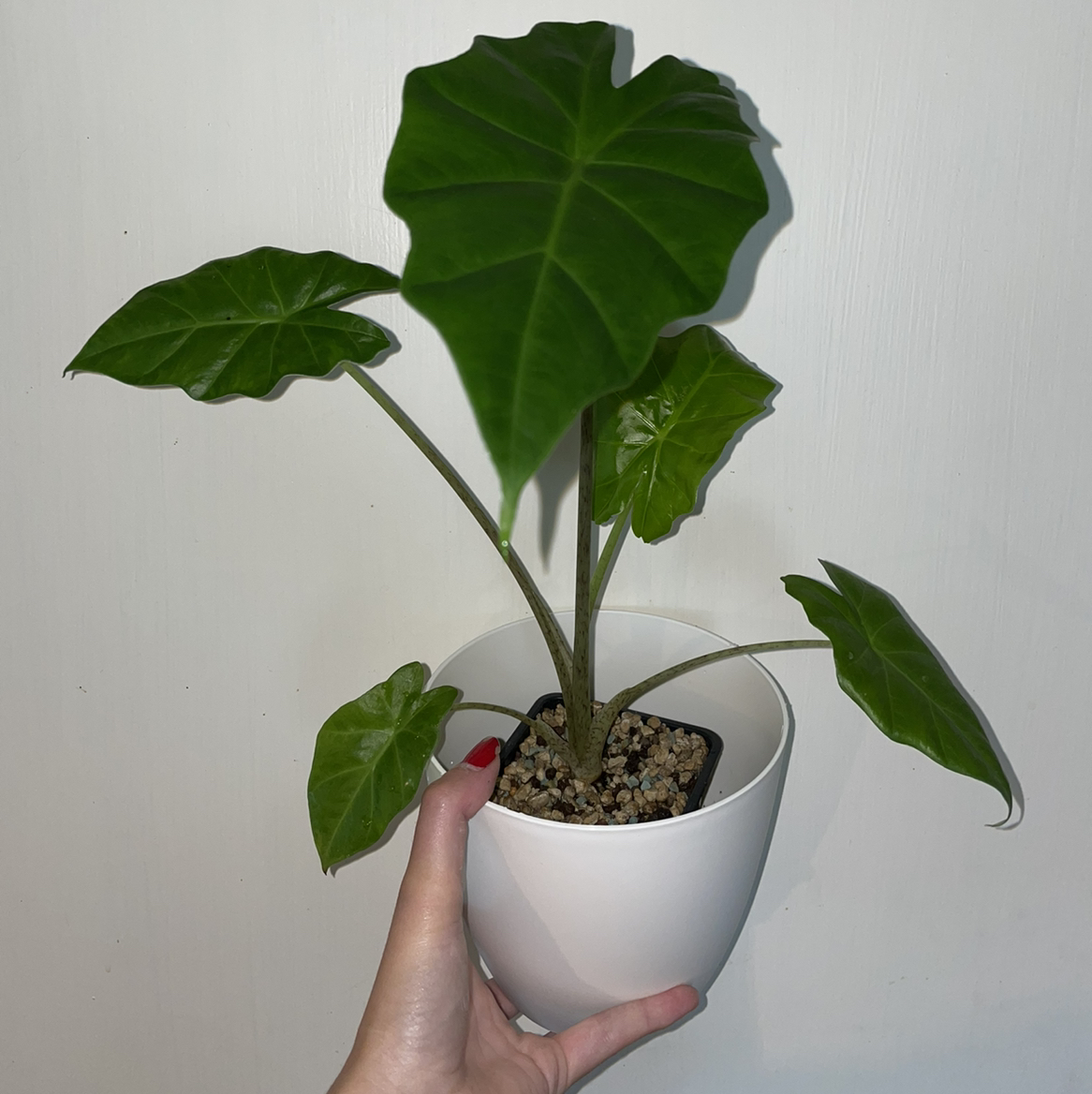 Healthy Chinese Taro plant with large dark green leaves held in a white pot, centered in frame.