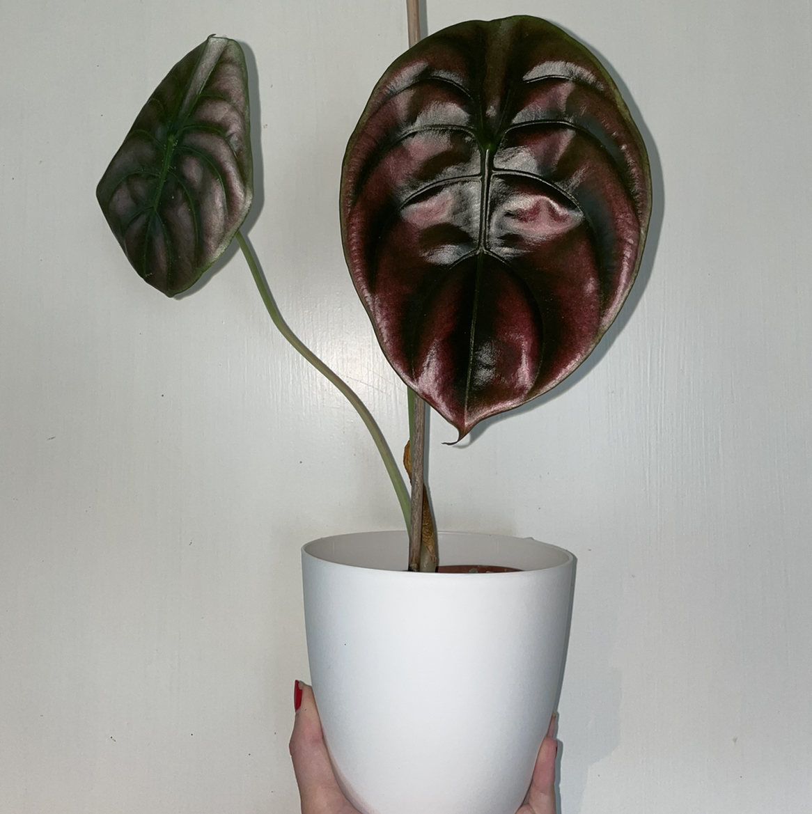Alocasia ‘Red Secret’ plant with glossy dark red leaves in a white pot held by a hand.