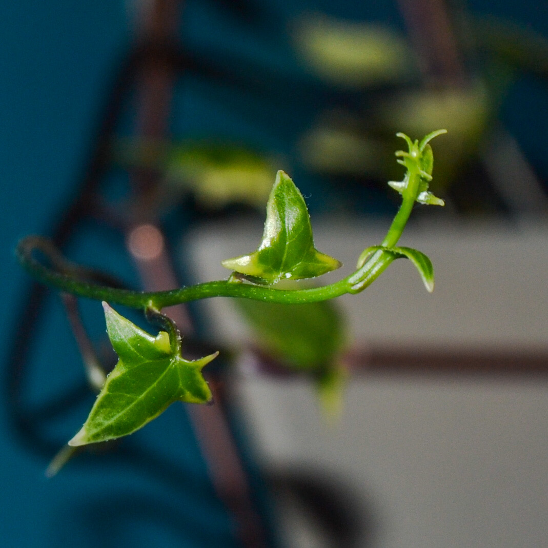 Close-up of a healthy variegated ivy plant with vibrant green leaves.