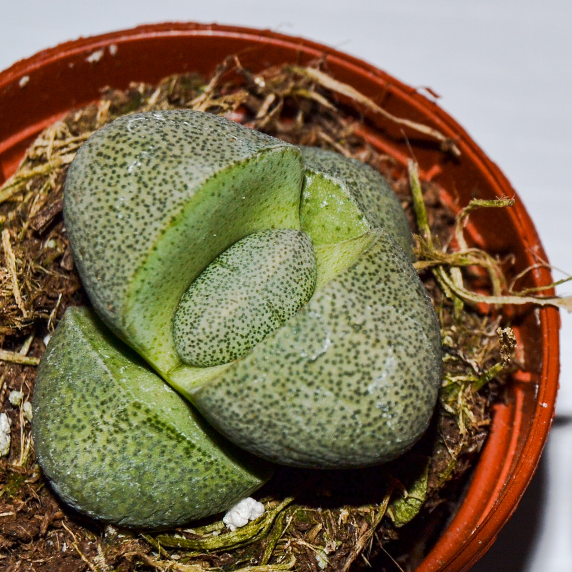 Split Rock plant (Pleiospilos nelii) in a small pot with visible soil.