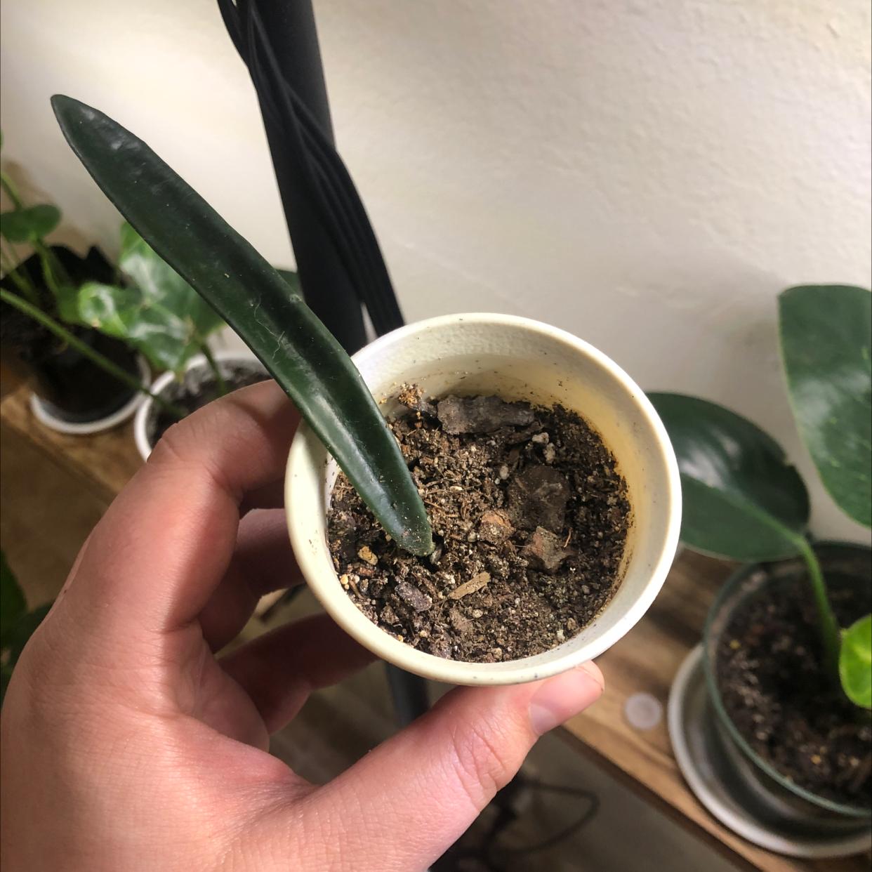 A small potted Hoya shepherdii plant with a single elongated leaf. Soil is visible.