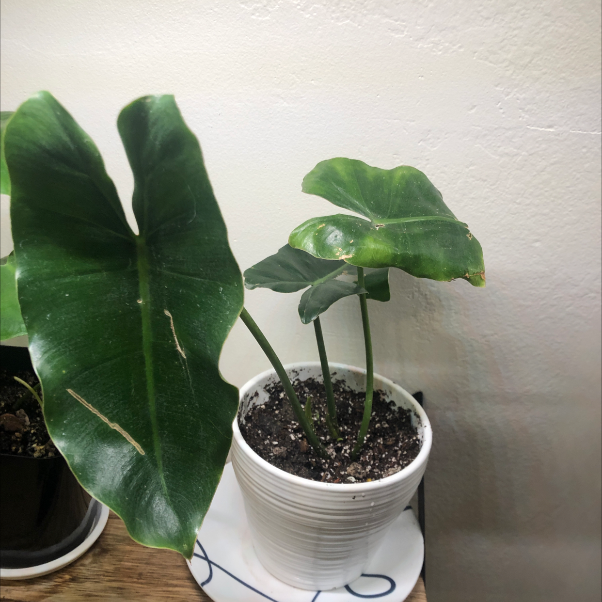 Potted Burle Marx plant with broad green leaves in a white pot, visible soil.