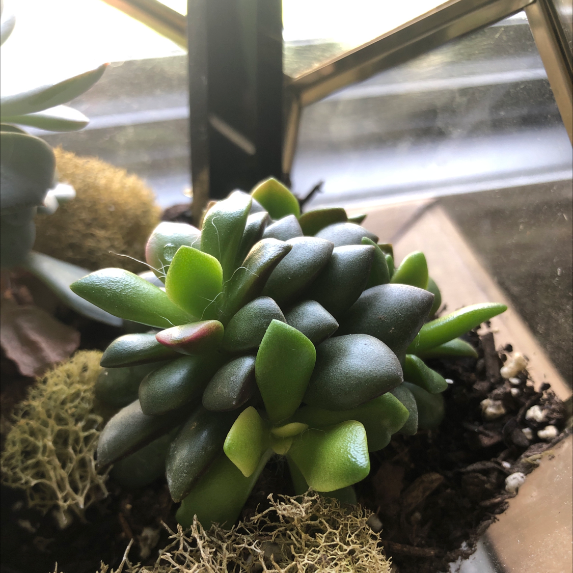 Photo of the plant species Thready Anacampseros by Emilia named Aria on Greg, the plant care app