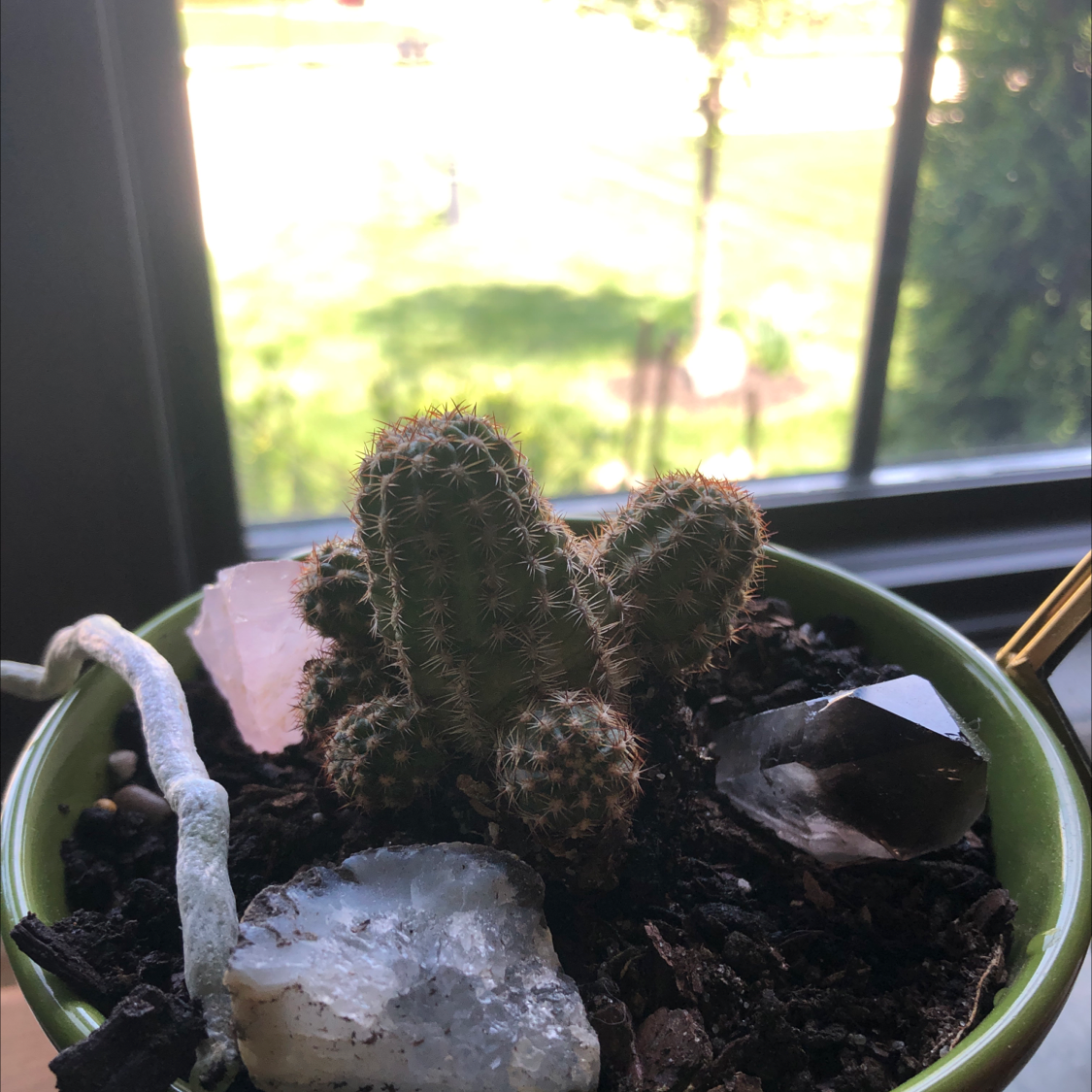 Correll's Hedgehog Cactus in a pot with visible soil and crystals.