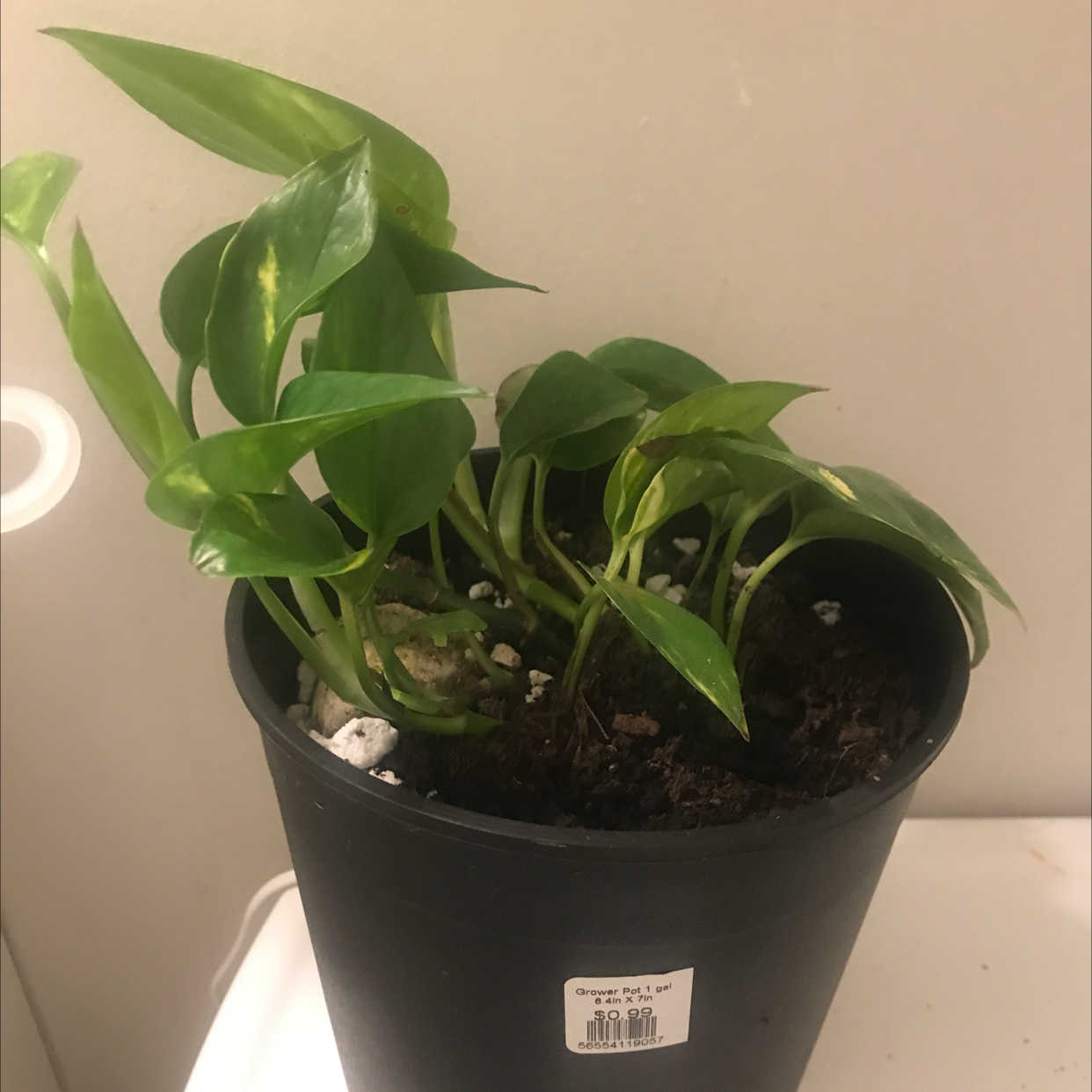 Taro Vine plant photo by @Spacegaylien named Oolong on Greg, the plant care app.