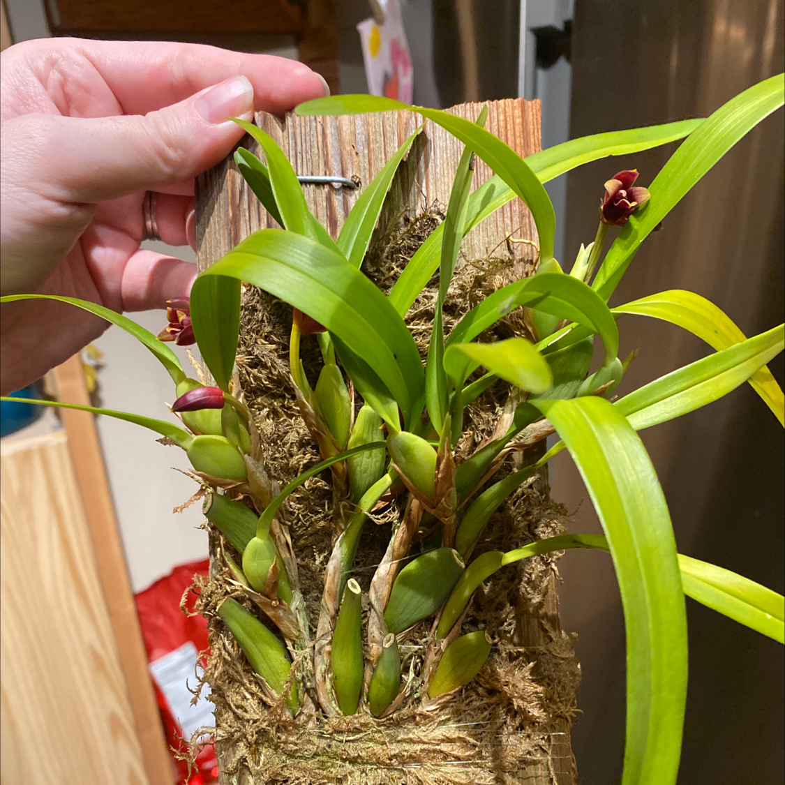 Photo of the plant species Variable Maxillaria by Mary named Max on Greg, the plant care app