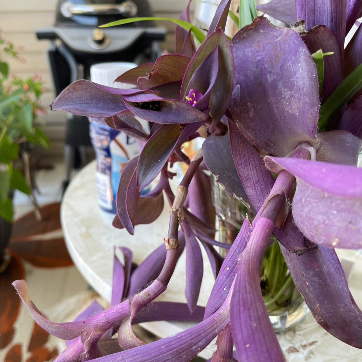 Healthy potted purple heart plant with vibrant purple elongated leaves, no signs of discoloration or disease, growing indoors.
